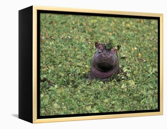 Hippopatamus in Water, Kenya, East Africa, Africa-James Gritz-Framed Premier Image Canvas