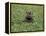 Hippopatamus in Water, Kenya, East Africa, Africa-James Gritz-Framed Premier Image Canvas