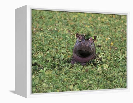 Hippopatamus in Water, Kenya, East Africa, Africa-James Gritz-Framed Premier Image Canvas