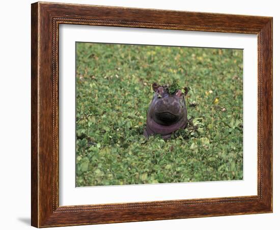 Hippopatamus in Water, Kenya, East Africa, Africa-James Gritz-Framed Photographic Print