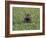 Hippopatamus in Water, Kenya, East Africa, Africa-James Gritz-Framed Photographic Print