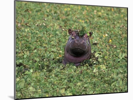 Hippopatamus in Water, Kenya, East Africa, Africa-James Gritz-Mounted Photographic Print