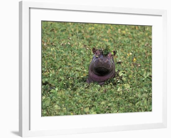 Hippopatamus in Water, Kenya, East Africa, Africa-James Gritz-Framed Photographic Print