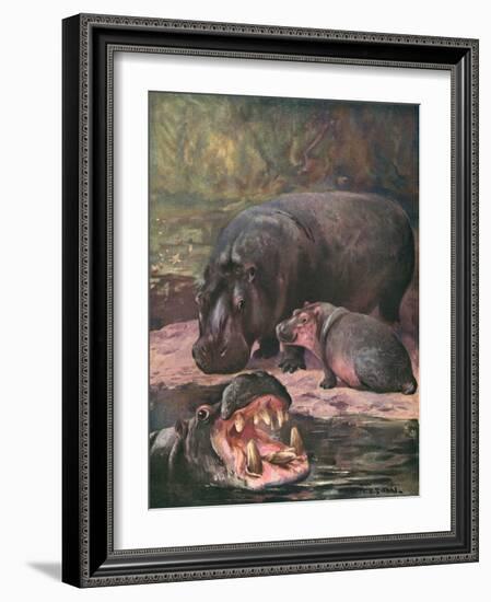 Hippopotami 1909-Cuthbert Swan-Framed Art Print