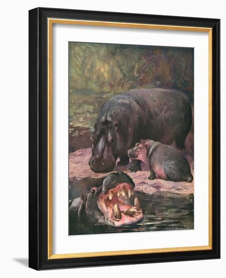 Hippopotami 1909-Cuthbert Swan-Framed Art Print