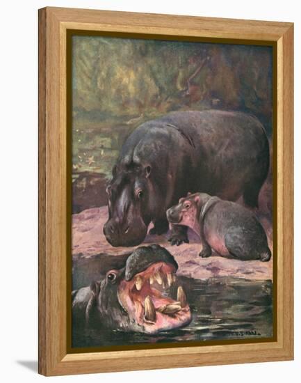 Hippopotami 1909-Cuthbert Swan-Framed Stretched Canvas