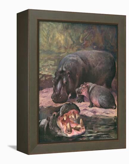 Hippopotami 1909-Cuthbert Swan-Framed Stretched Canvas