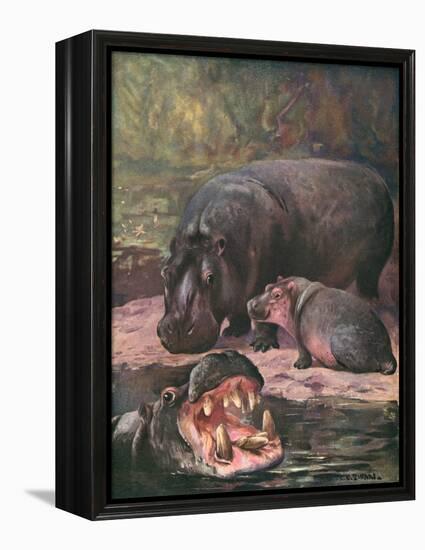 Hippopotami 1909-Cuthbert Swan-Framed Stretched Canvas