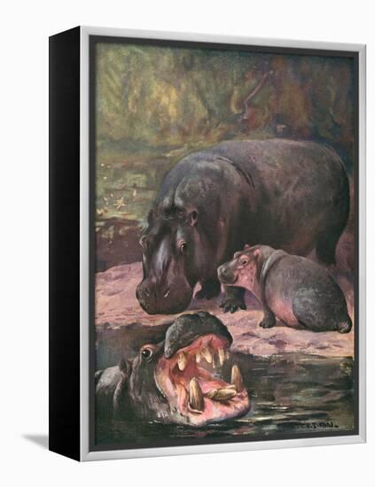 Hippopotami 1909-Cuthbert Swan-Framed Stretched Canvas