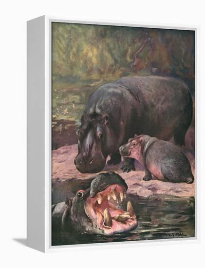 Hippopotami 1909-Cuthbert Swan-Framed Stretched Canvas