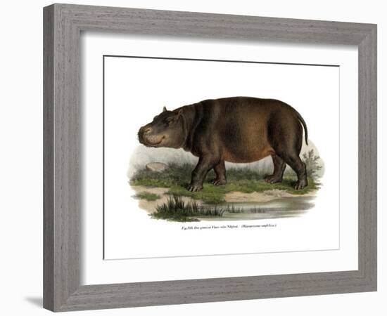 Hippopotamus, 1860-null-Framed Giclee Print