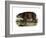 Hippopotamus, 1860-null-Framed Giclee Print