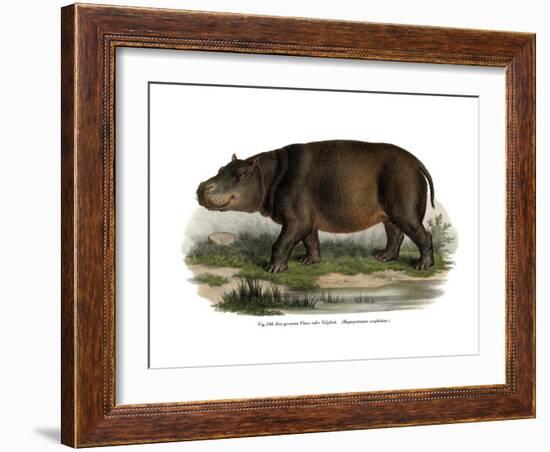 Hippopotamus, 1860-null-Framed Giclee Print