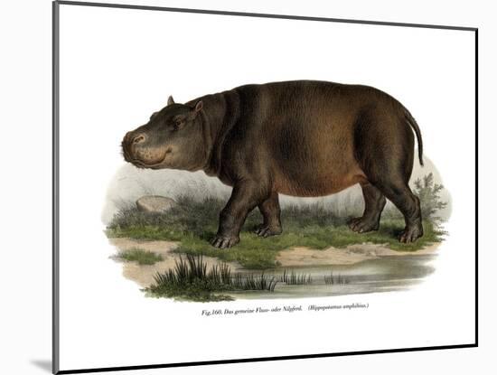 Hippopotamus, 1860-null-Mounted Giclee Print