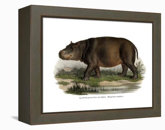 Hippopotamus, 1860-null-Framed Premier Image Canvas