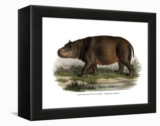 Hippopotamus, 1860-null-Framed Premier Image Canvas