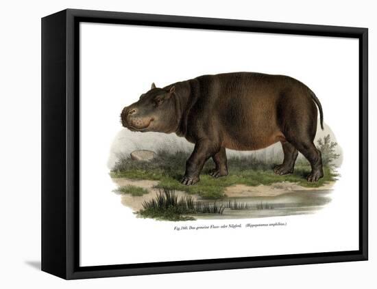 Hippopotamus, 1860-null-Framed Premier Image Canvas