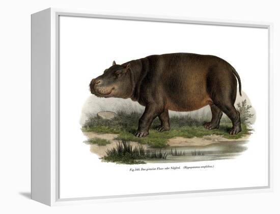 Hippopotamus, 1860-null-Framed Premier Image Canvas