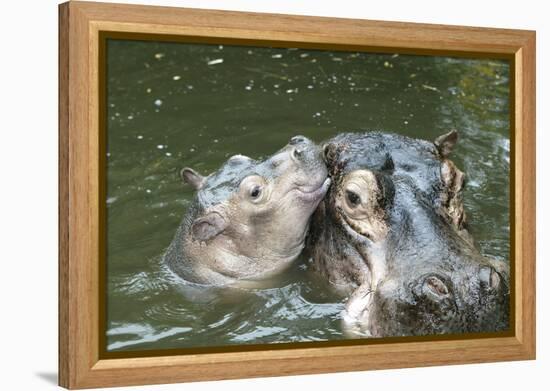 Hippopotamus Adult and Baby in Water-null-Framed Premier Image Canvas