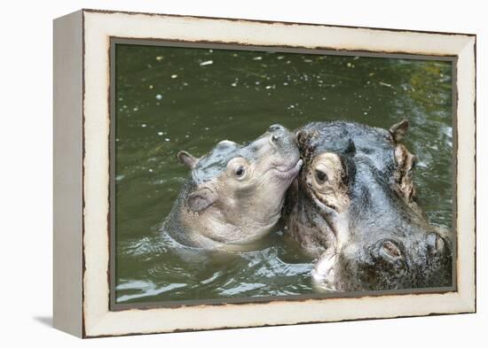 Hippopotamus Adult and Baby in Water-null-Framed Premier Image Canvas