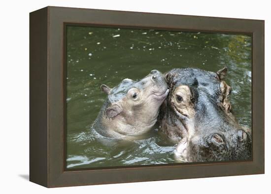 Hippopotamus Adult and Baby in Water-null-Framed Premier Image Canvas