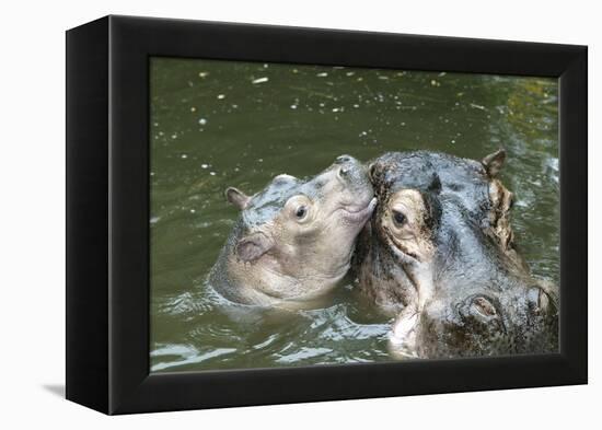 Hippopotamus Adult and Baby in Water-null-Framed Premier Image Canvas