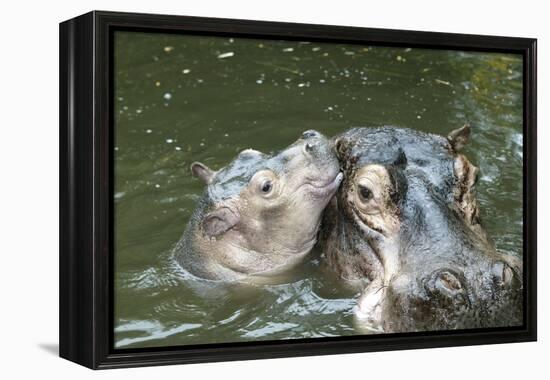 Hippopotamus Adult and Baby in Water-null-Framed Premier Image Canvas