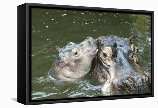 Hippopotamus Adult and Baby in Water-null-Framed Premier Image Canvas