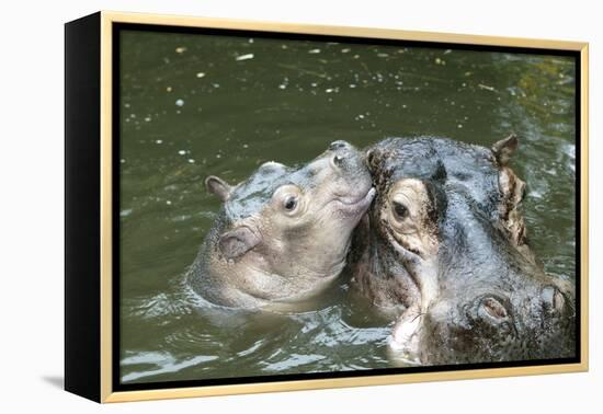 Hippopotamus Adult and Baby in Water-null-Framed Premier Image Canvas