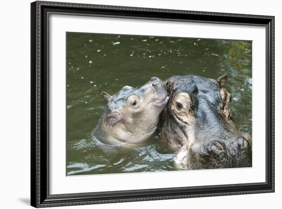 Hippopotamus Adult and Baby in Water-null-Framed Photographic Print