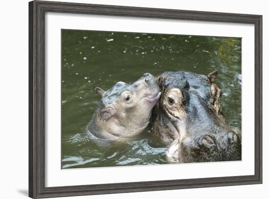 Hippopotamus Adult and Baby in Water-null-Framed Photographic Print