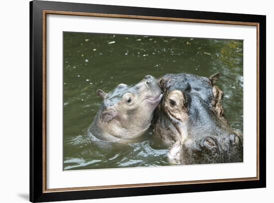 Hippopotamus Adult and Baby in Water-null-Framed Photographic Print