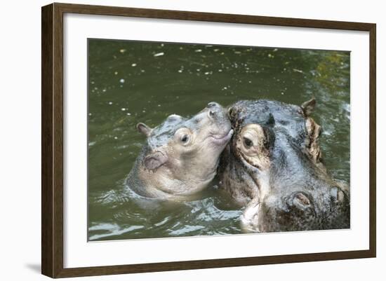 Hippopotamus Adult and Baby in Water-null-Framed Photographic Print