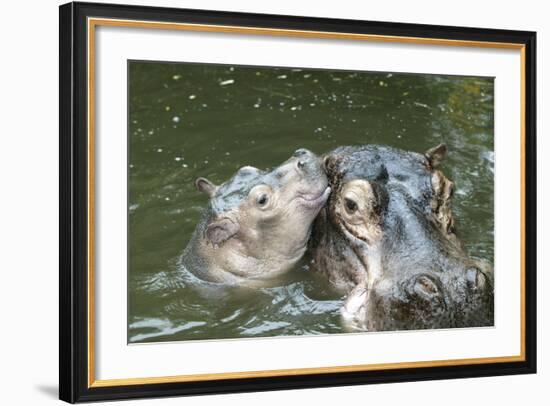 Hippopotamus Adult and Baby in Water-null-Framed Photographic Print