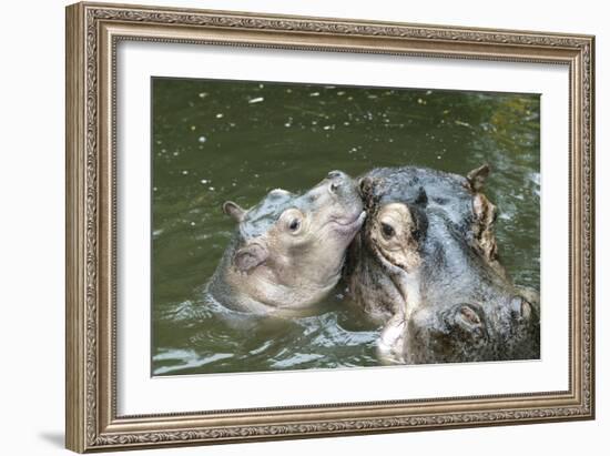 Hippopotamus Adult and Baby in Water-null-Framed Photographic Print