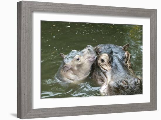 Hippopotamus Adult and Baby in Water-null-Framed Photographic Print