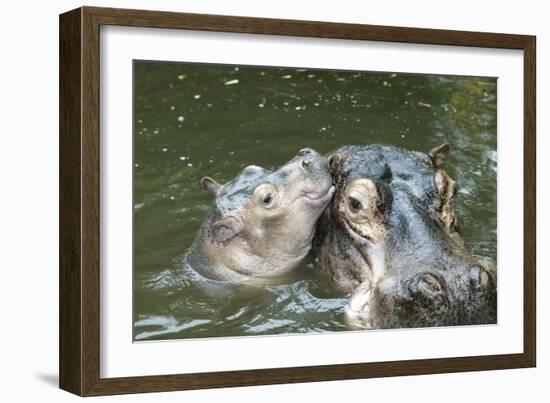 Hippopotamus Adult and Baby in Water-null-Framed Photographic Print