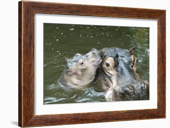 Hippopotamus Adult and Baby in Water-null-Framed Photographic Print