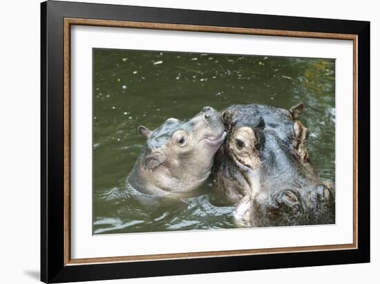 Hippopotamus Adult and Baby in Water-null-Framed Photographic Print