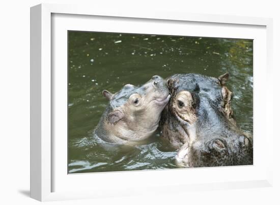 Hippopotamus Adult and Baby in Water-null-Framed Photographic Print