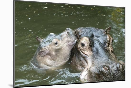 Hippopotamus Adult and Baby in Water-null-Mounted Photographic Print
