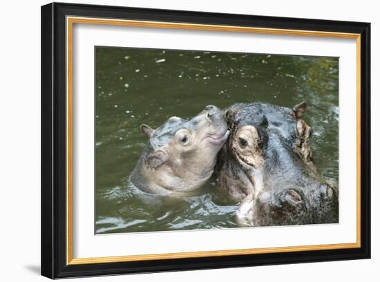 Hippopotamus Adult and Baby in Water-null-Framed Photographic Print