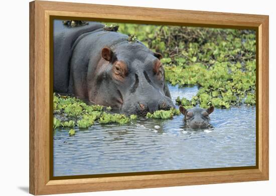 Hippopotamus Adult and Juvenile Heads in Weeds with Young-null-Framed Premier Image Canvas