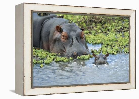 Hippopotamus Adult and Juvenile Heads in Weeds with Young-null-Framed Premier Image Canvas