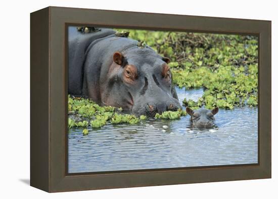 Hippopotamus Adult and Juvenile Heads in Weeds with Young-null-Framed Premier Image Canvas