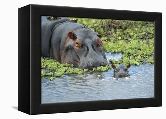 Hippopotamus Adult and Juvenile Heads in Weeds with Young-null-Framed Premier Image Canvas