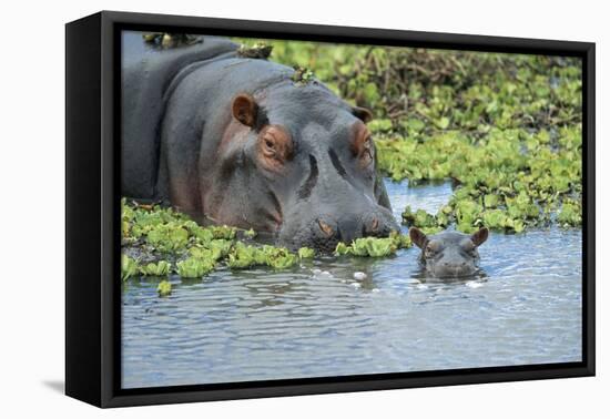 Hippopotamus Adult and Juvenile Heads in Weeds with Young-null-Framed Premier Image Canvas