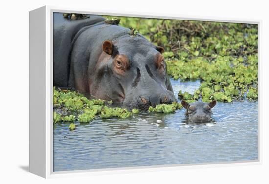 Hippopotamus Adult and Juvenile Heads in Weeds with Young-null-Framed Premier Image Canvas