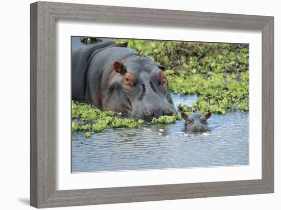 Hippopotamus Adult and Juvenile Heads in Weeds with Young-null-Framed Photographic Print