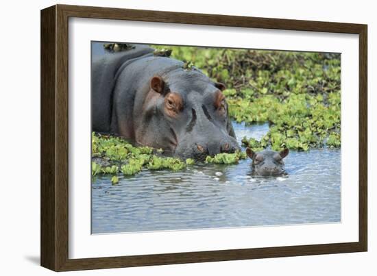 Hippopotamus Adult and Juvenile Heads in Weeds with Young-null-Framed Photographic Print